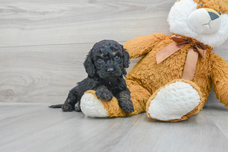 Meet Axel - our Cockapoo Puppy Photo 1/3 - Puppy Love PR Best Cockapoo Baby