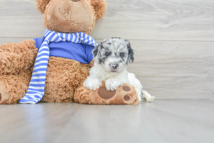 Meet Barcelona - our Cockapoo Puppy Photo 1/3 - Puppy Love PR Playful Cockerpoo Poodle Mix Puppy