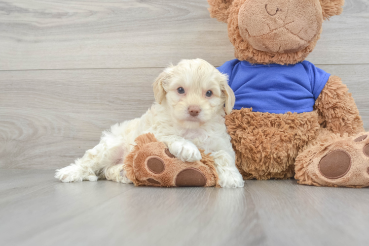 Meet Barcelona - our Cockapoo Puppy Photo 1/3 - Puppy Love PR Fluffy Cockapoo Poodle Mix Pup