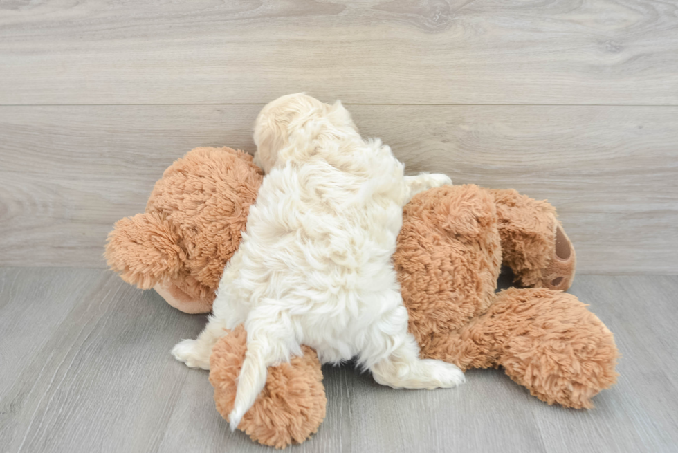 Fluffy Cockapoo Poodle Mix Pup