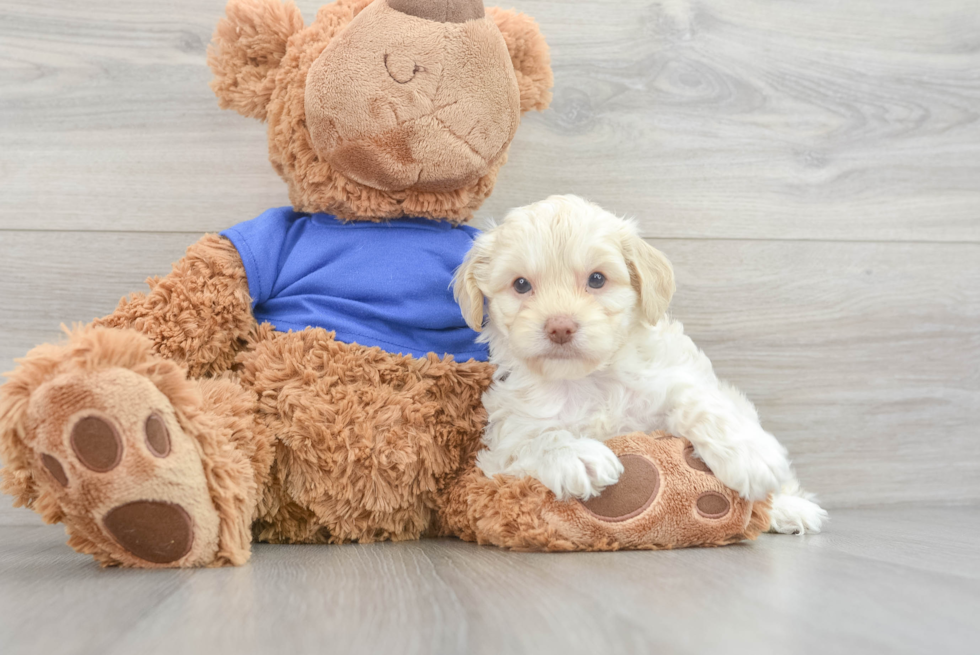 Cockapoo Pup Being Cute