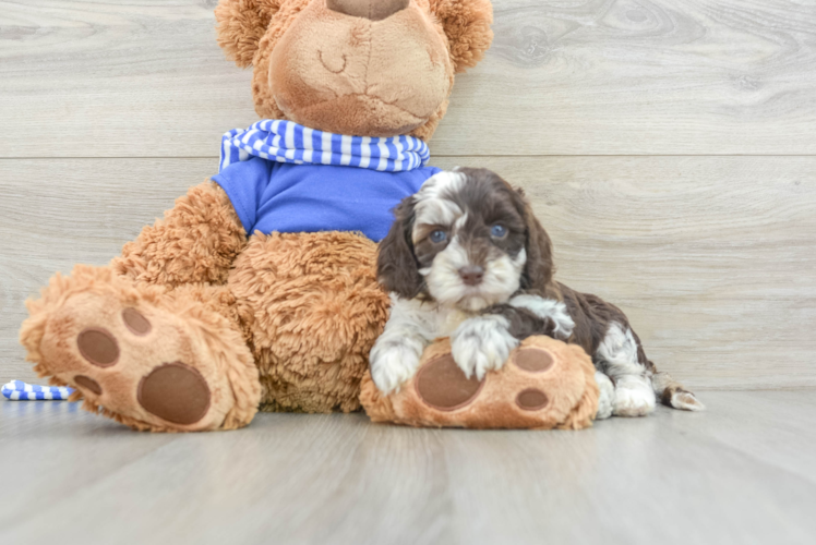 Meet Barcelona - our Cockapoo Puppy Photo 1/3 - Puppy Love PR Petite Cockapoo Poodle Mix Pup