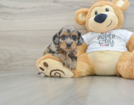 7 week old Cockapoo Puppy For Sale - Puppy Love PR