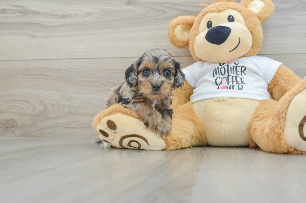 7 week old Cockapoo Puppy For Sale - Puppy Love PR