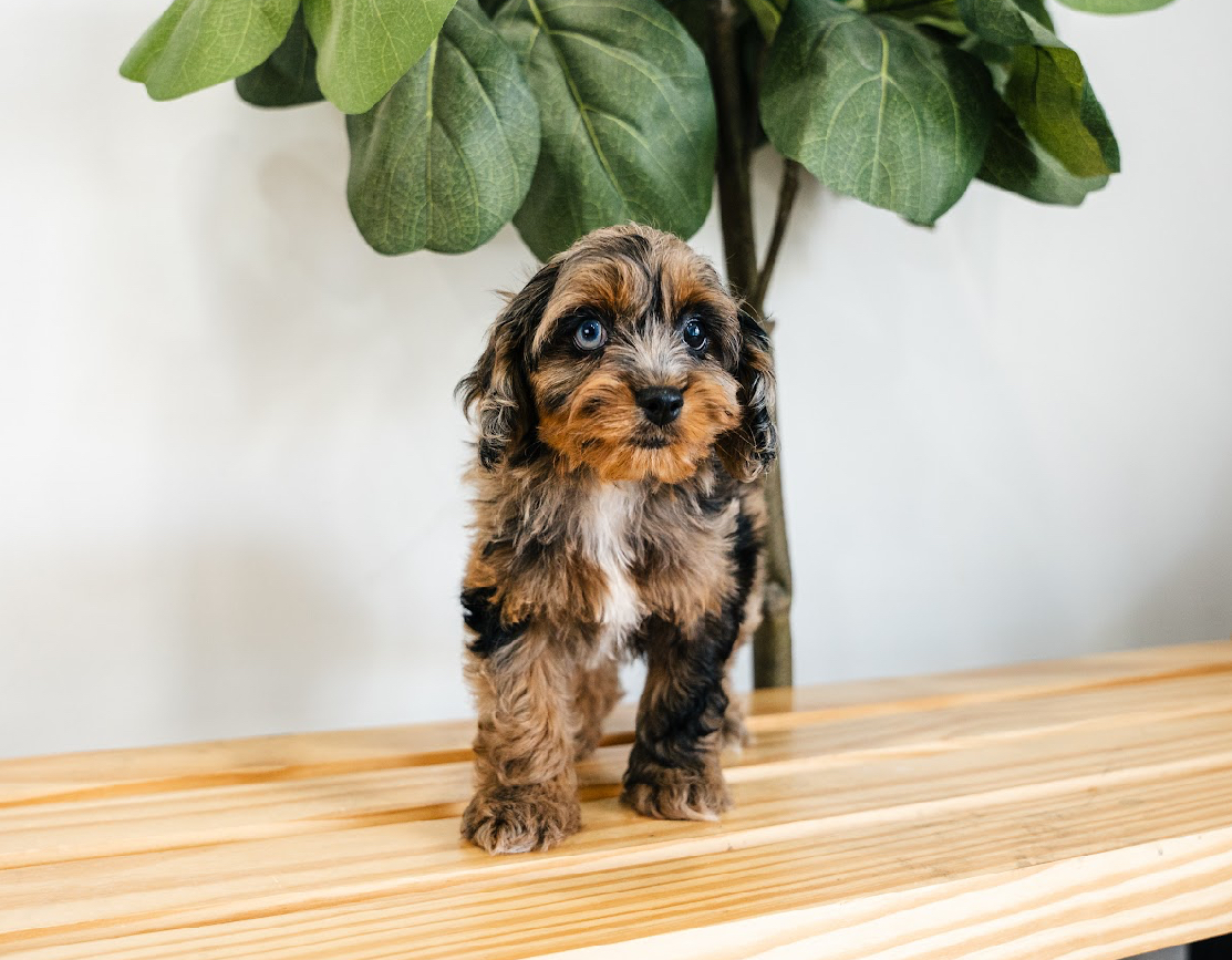 Cockapoo Pup Being Cute