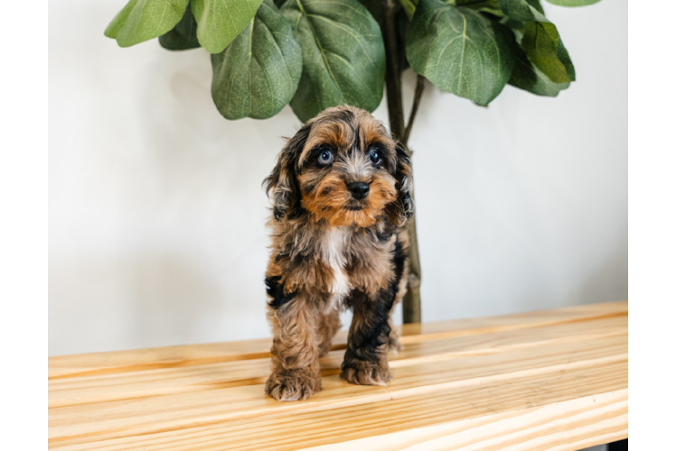 Meet Barcelona - our Cockapoo Puppy Photo 1/4 - Puppy Love PR Cockapoo Pup Being Cute