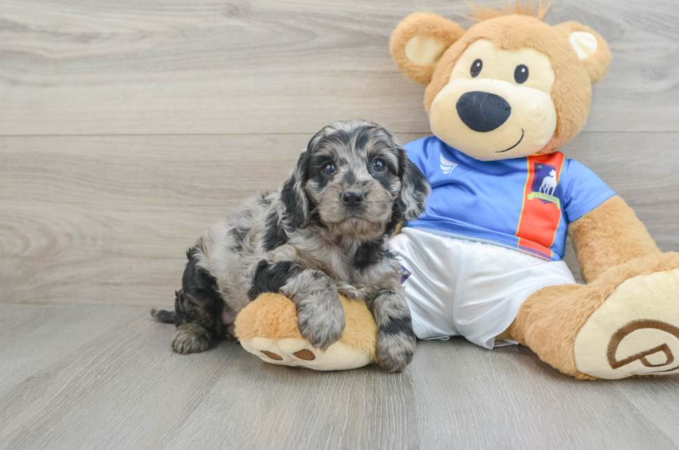 5 week old Cockapoo Puppy For Sale - Puppy Love PR