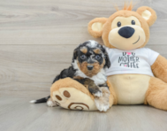 8 week old Cockapoo Puppy For Sale - Puppy Love PR