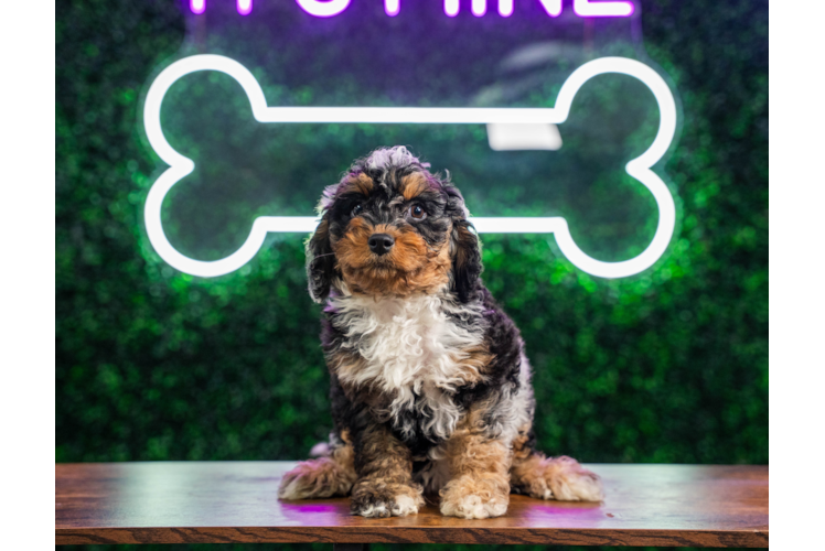 Cute Cockapoo Baby