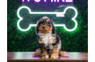 Cute Cockapoo Baby