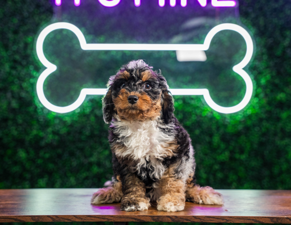 Cute Cockapoo Baby