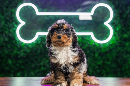 Cute Cockapoo Baby