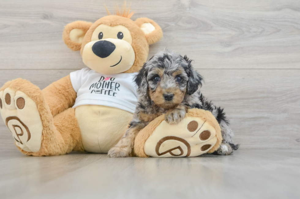 5 week old Cockapoo Puppy For Sale - Puppy Love PR