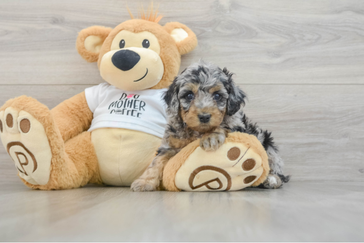 Meet Barcelona - our Cockapoo Puppy Photo 1/3 - Puppy Love PR Cockapoo Pup Being Cute