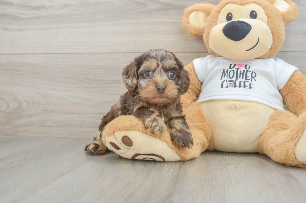 5 week old Cockapoo Puppy For Sale - Puppy Love PR