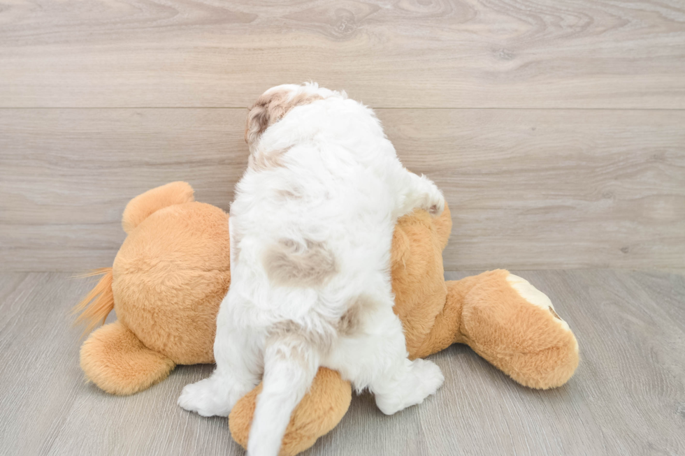 Adorable Cocker Doodle Poodle Mix Puppy