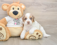6 week old Cockapoo Puppy For Sale - Puppy Love PR
