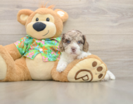 5 week old Cockapoo Puppy For Sale - Puppy Love PR