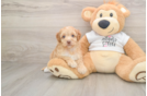 Friendly Cockapoo Baby