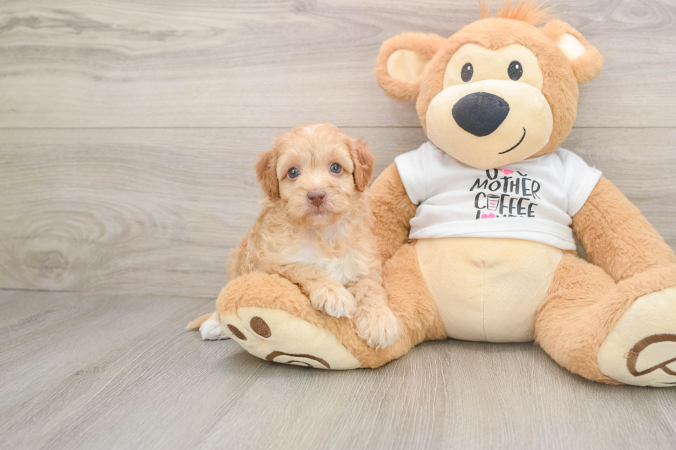 Friendly Cockapoo Baby