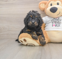 5 week old Cockapoo Puppy For Sale - Puppy Love PR