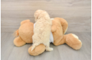 Cockapoo Puppy for Adoption