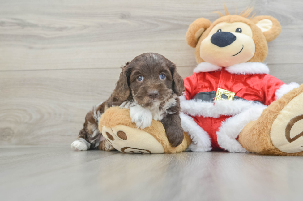 5 week old Cockapoo Puppy For Sale - Puppy Love PR