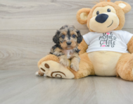 7 week old Cockapoo Puppy For Sale - Puppy Love PR