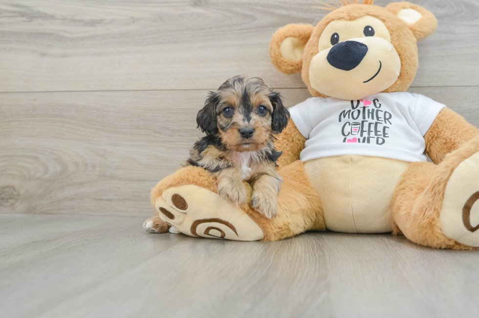 7 week old Cockapoo Puppy For Sale - Puppy Love PR