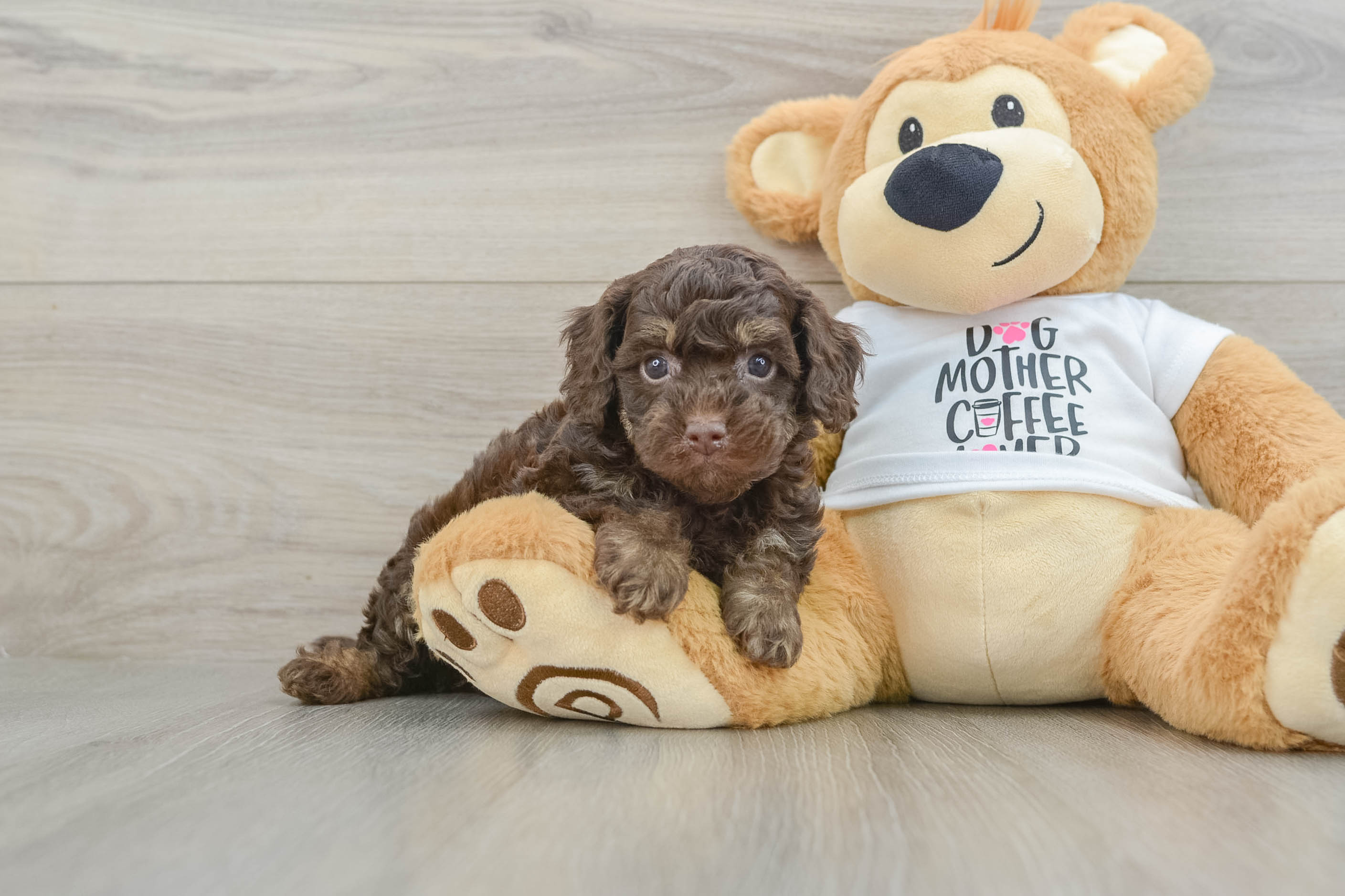 Cockapoo Pup Being Cute