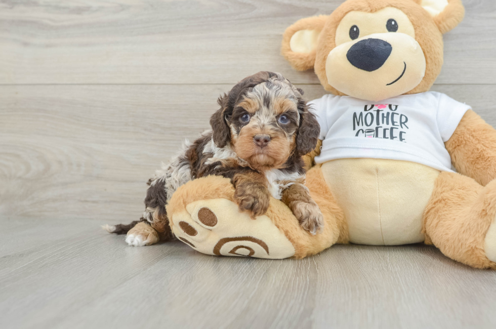 6 week old Cockapoo Puppy For Sale - Puppy Love PR