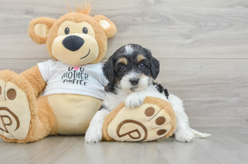 5 week old Cockapoo Puppy For Sale - Puppy Love PR