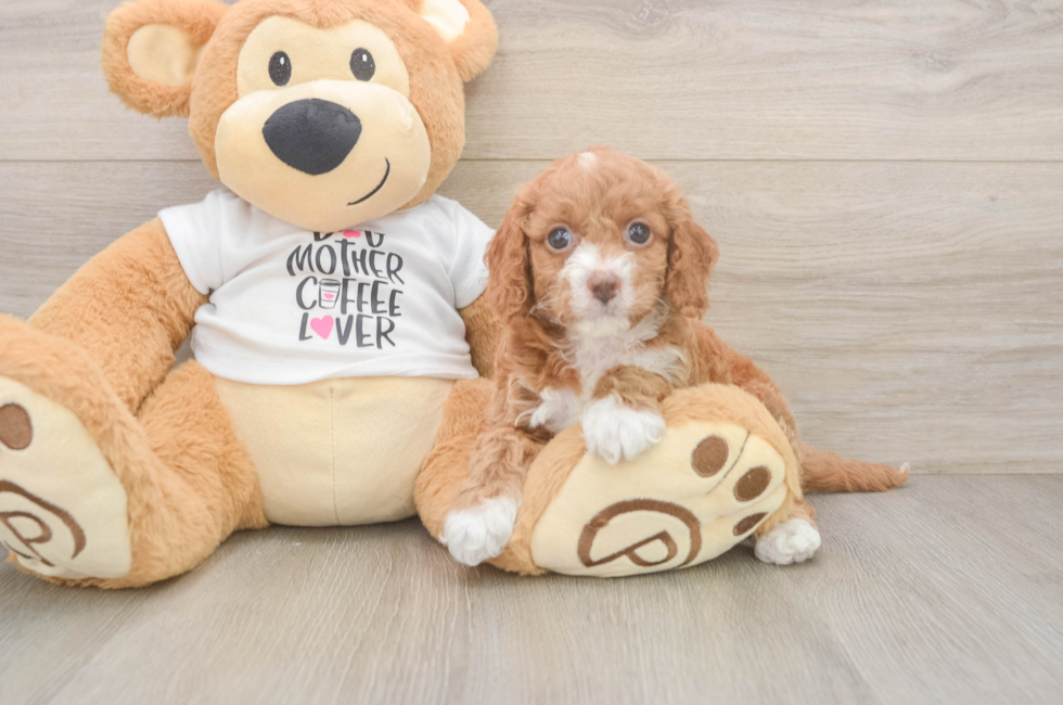6 week old Cockapoo Puppy For Sale - Puppy Love PR