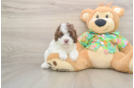 Best Cockapoo Baby