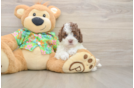 Small Cockapoo Baby