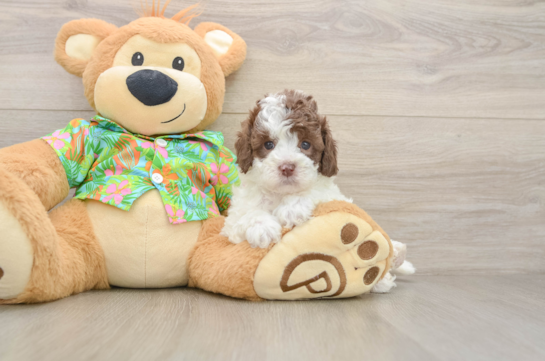 Small Cockapoo Baby