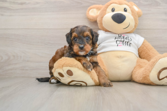 Popular Cockapoo Poodle Mix Pup