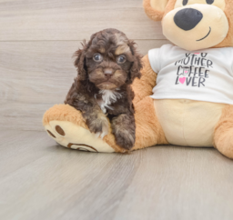 7 week old Cockapoo Puppy For Sale - Puppy Love PR