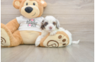 Best Cockapoo Baby