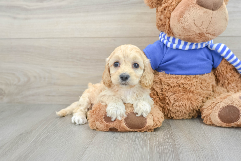 Sweet Cockapoo Baby