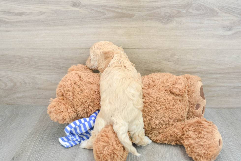 Happy Cockapoo Baby