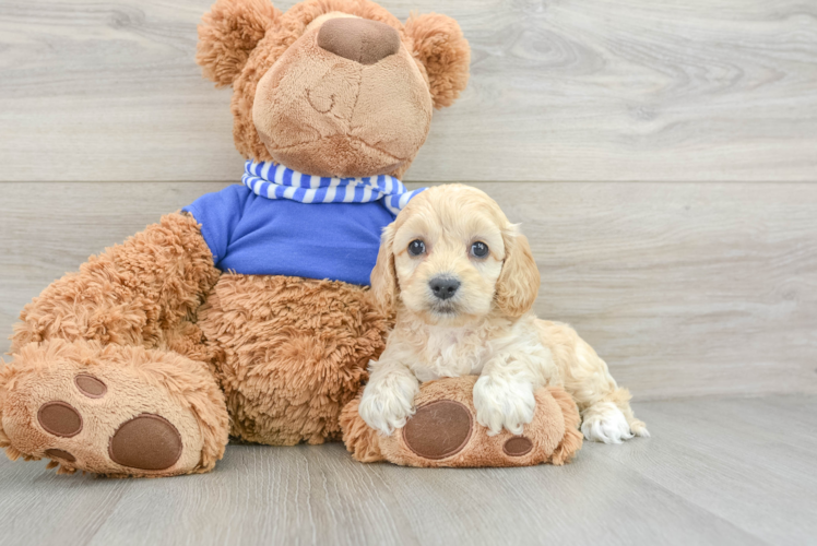 Meet Billie Jean - our Cockapoo Puppy Photo 1/3 - Puppy Love PR Best Cockapoo Baby