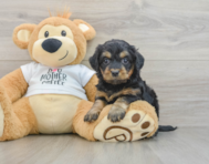 7 week old Cockapoo Puppy For Sale - Puppy Love PR