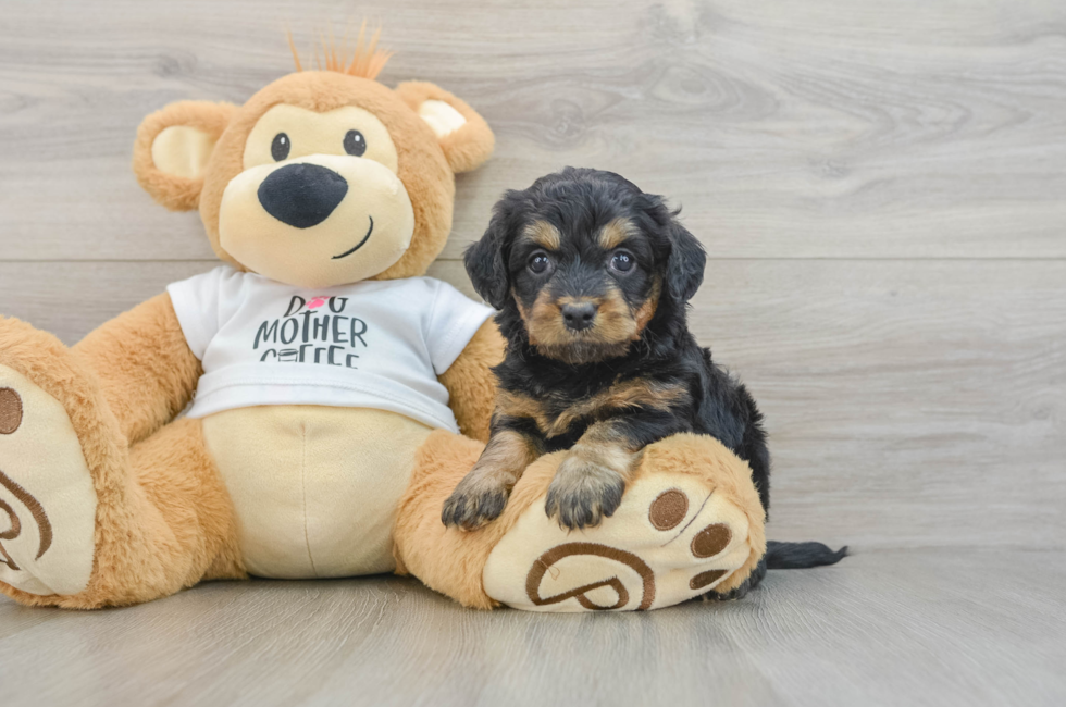 5 week old Cockapoo Puppy For Sale - Puppy Love PR