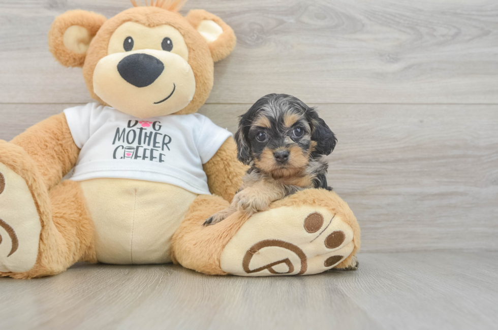 5 week old Cockapoo Puppy For Sale - Puppy Love PR