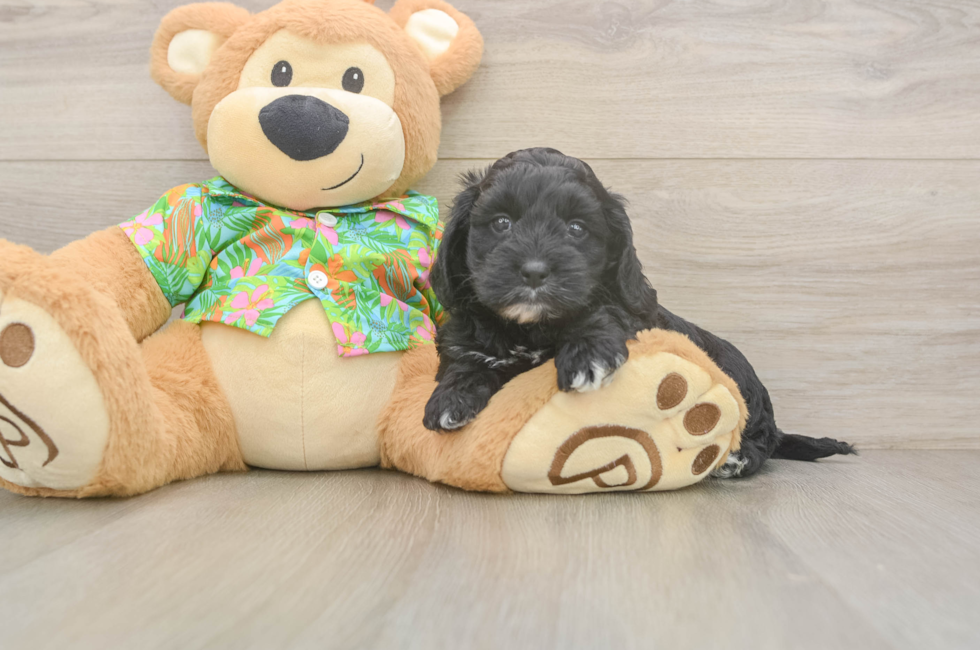 6 week old Cockapoo Puppy For Sale - Puppy Love PR