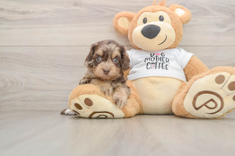 Cute Cockapoo Baby