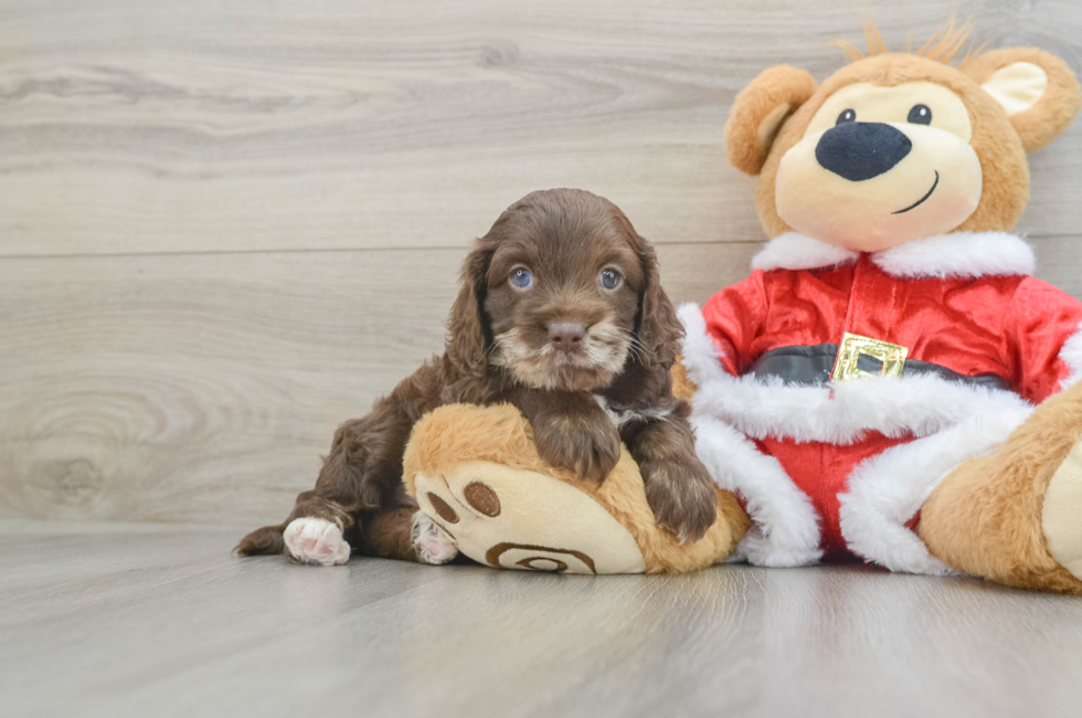 5 week old Cockapoo Puppy For Sale - Puppy Love PR