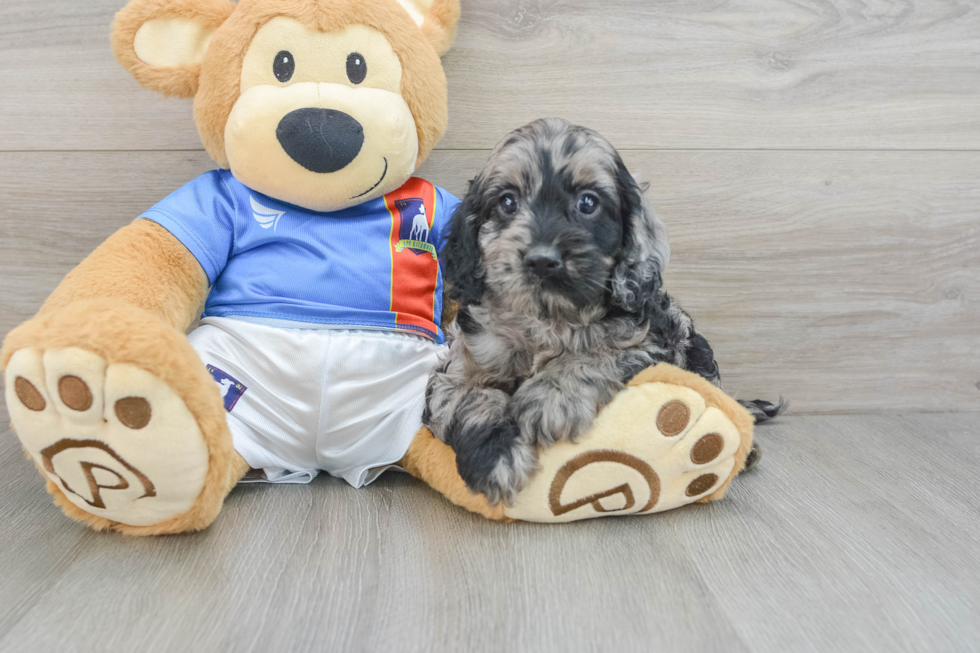 Friendly Cockapoo Baby