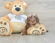 6 week old Cockapoo Puppy For Sale - Puppy Love PR
